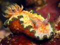 Glossodoris cincta.  Anilao, Philippines.  Canon G9/Ikelite DS160. 
